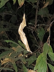 Cyrtophora cicatrosa