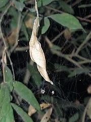 Cyrtophora cicatrosa