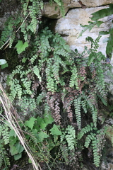 Adiantum cunninghamii