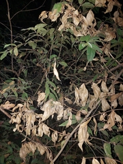 Cyrtophora cicatrosa