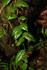 Gonocalyx smilacifolius