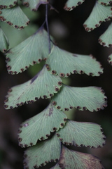 Adiantum cunninghamii