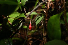 Gonocalyx smilacifolius