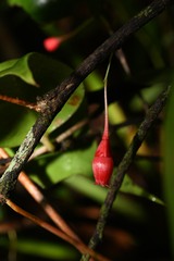 Gonocalyx smilacifolius