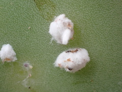 Dactylopius coccus