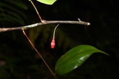 Gonocalyx smilacifolius