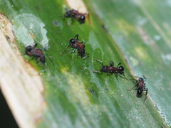 Stictoponera bicolor