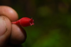Gonocalyx smilacifolius