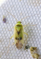 Neolygus viridis
