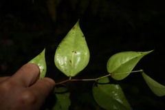 Gonocalyx smilacifolius