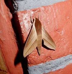 Theretra alecto