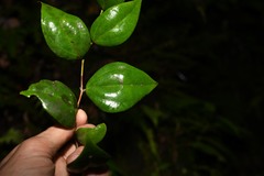 Gonocalyx smilacifolius