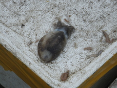 Lusepiola birostrata