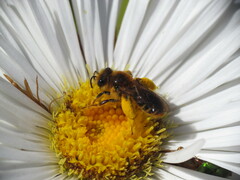 Leioproctus fulvescens