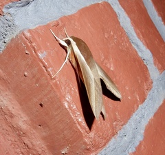 Theretra alecto