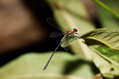 Austroargiolestes chrysoides