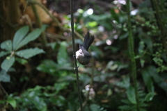 Rhipidura fuliginosa