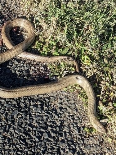 Eastern Brown Snake sighting