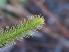 Lycopodiella