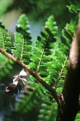 Dicksonia fibrosa