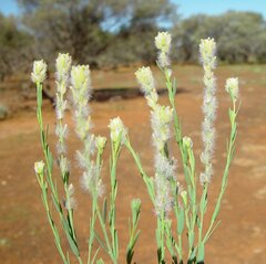 Pimelea trichostachya
