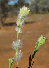 Pimelea trichostachya