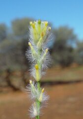 Pimelea trichostachya