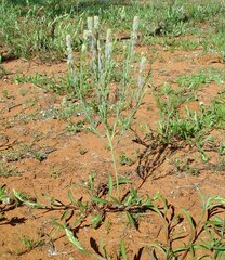 Pimelea trichostachya
