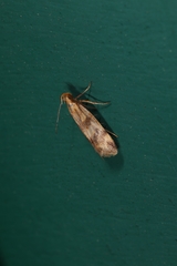 Mirificarma flavella