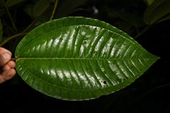 Miconia furfuracea
