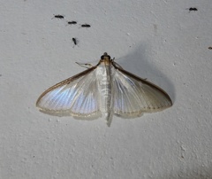 Cydalima laticostalis