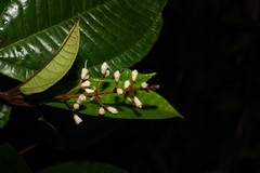 Miconia furfuracea