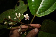 Miconia furfuracea