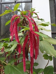 Acalypha hispida
