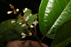 Miconia furfuracea
