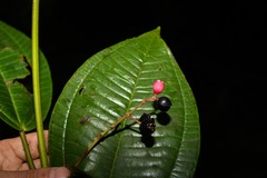 Miconia furfuracea