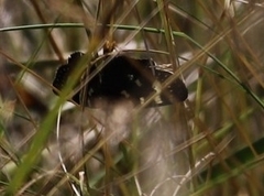 Phalaenoides tristifica