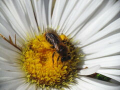 Leioproctus fulvescens