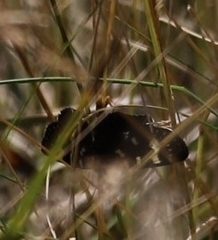 Phalaenoides tristifica