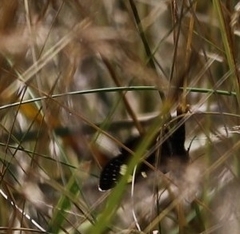 Phalaenoides tristifica