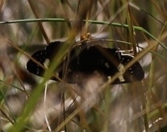 Phalaenoides tristifica