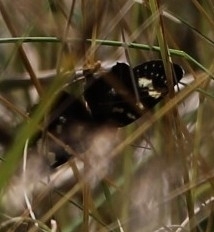 Phalaenoides tristifica