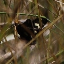 Phalaenoides tristifica