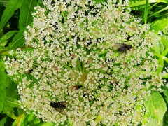 Peucedanum ostruthium