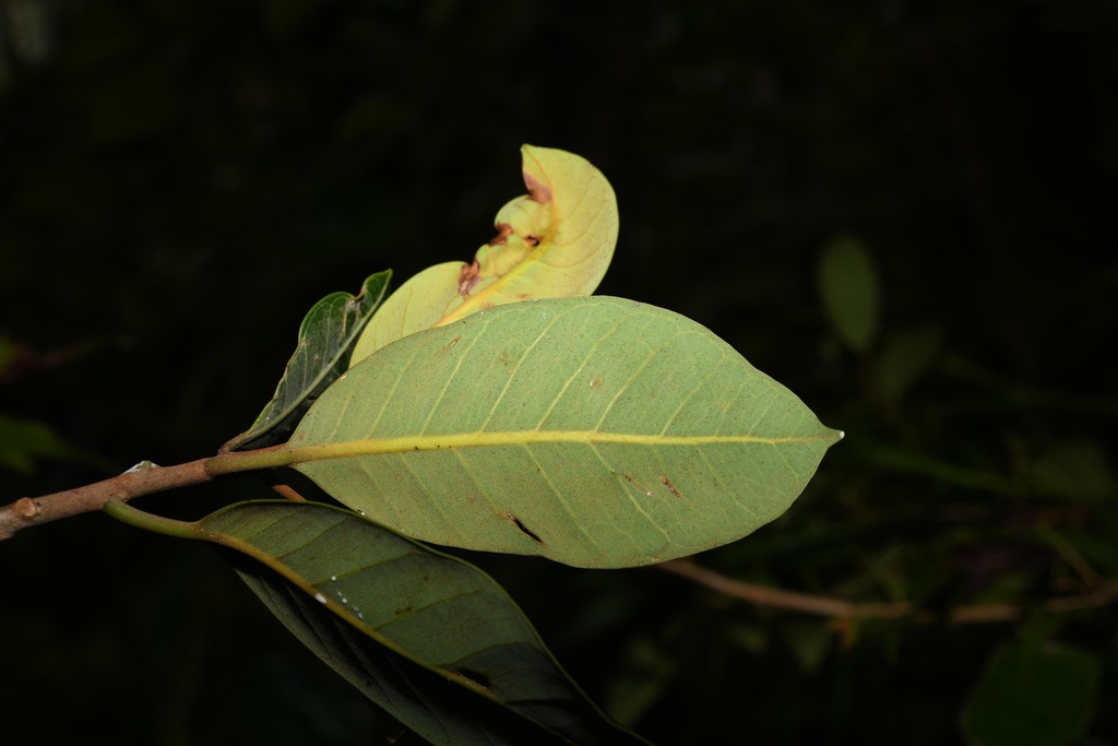 Pouteria pallida