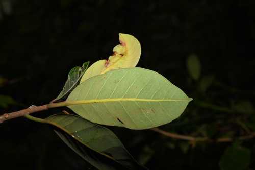 Inferior bullet (Pouteria pallida)
