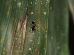 Dilobocondyla