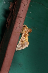 Chrysodeixis chalcites