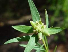 Pimelea microcephala microcephala