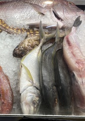 Pseudocaranx dentex